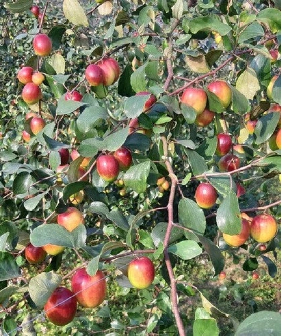 Grafting All Time Red Apple Ber- Fruit Plants