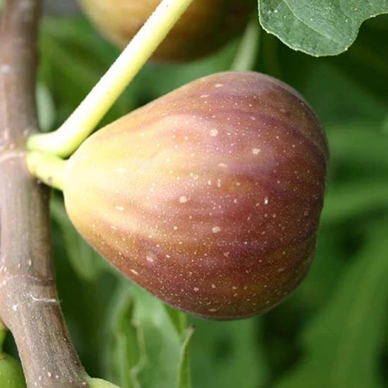 Fig Puna/Anjeer- Fruit Plants & Tree