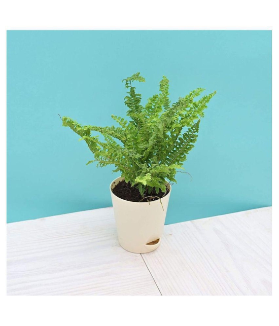 Ugaoo Fern Morpankhi Indoor Plant with Self Watering Pot