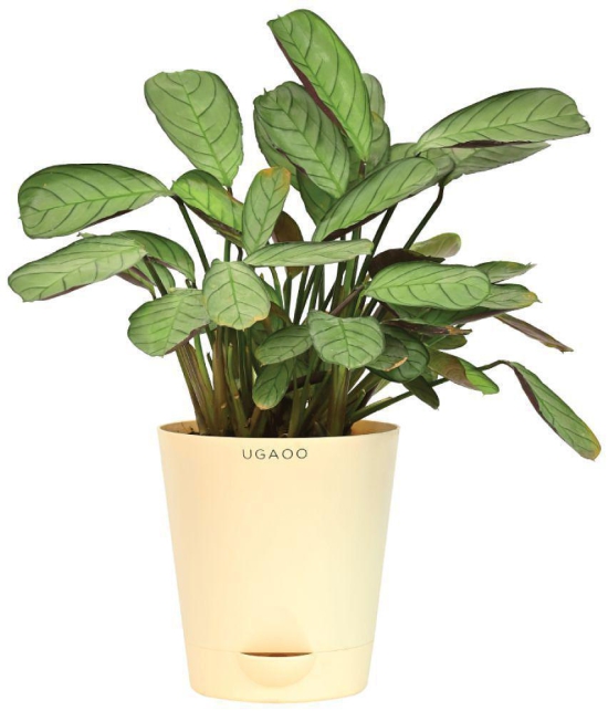 UGAOO Calathea Prayer Indoor Live Plant with Pot - Medium