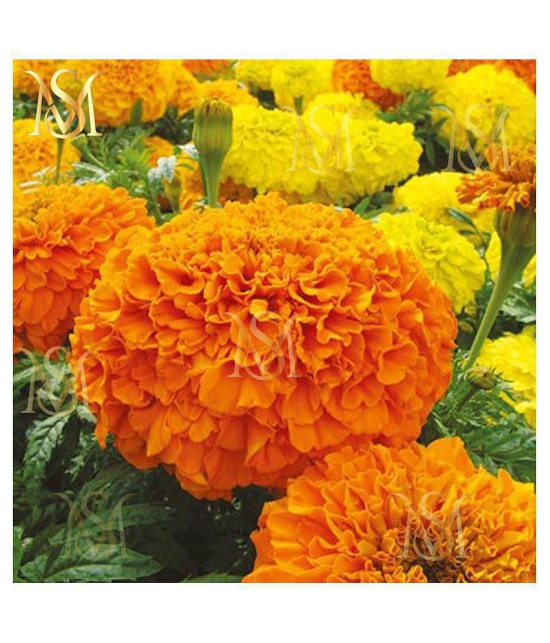 MS. Marigold Seeds MIX 30 seeds