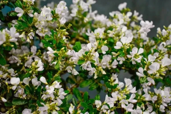 White Blubell Bonsai plant