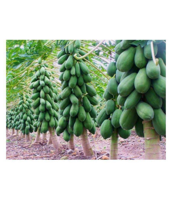 Papaya Seeds thai big red Variety Dwarf Fruit 50 seeds + Instruction Manual