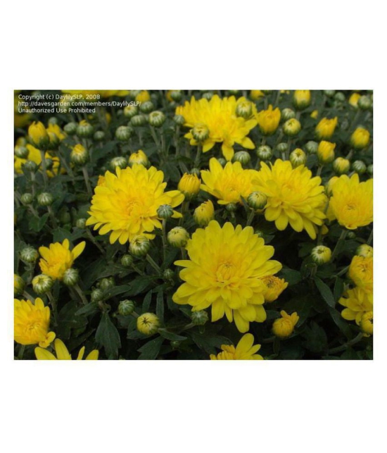 Chrysanthemum Opera White Mix German Breed 30+ Seeds with growing cocopeat