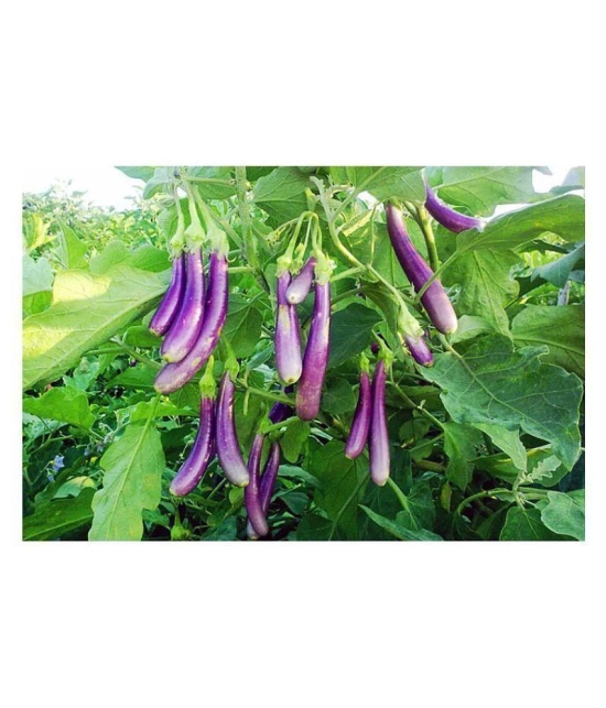 Brinjal Purple Long High Germination Vegetables Seeds - Pack of 50 F-1 Hybrid Seeds