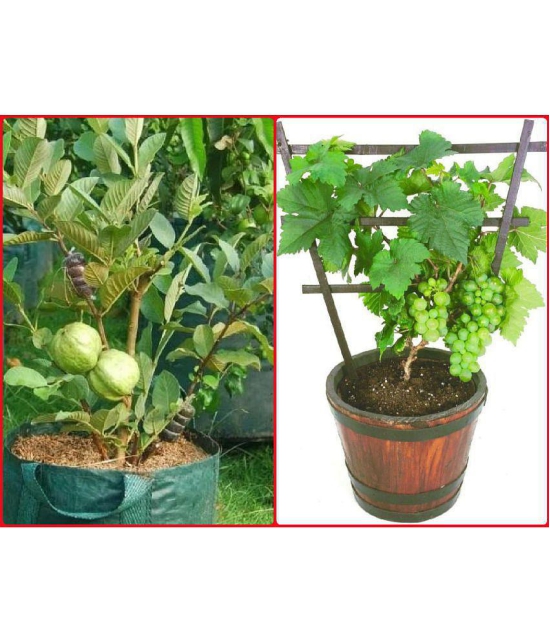 homeagro - Combo of Thailand Guava Fruit ( 100 seed ) and Grapes Fruit ( 20 Seeds )