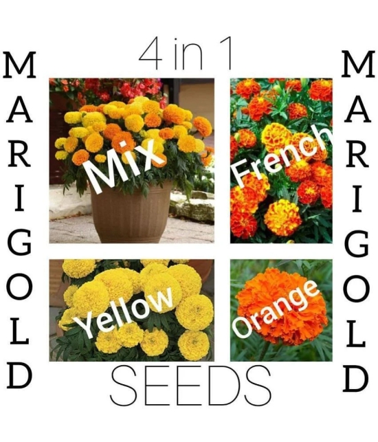 Marigold Flower 4 in 1 combo best Quality Premium Seeds for home, plants, balcony, kitchen & Farm House gardening pack of 20 seeds