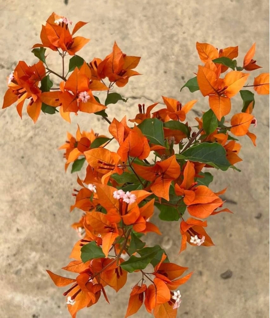 Fire opal bougainvillea flower plant