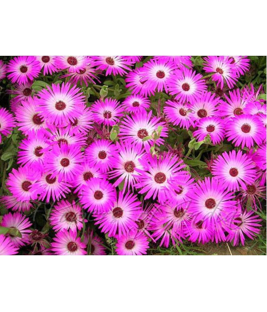 CLASSIC GREEN EARTH - Flower Seeds ( Ice Plant Mixed Color Flower 50 Seeds )