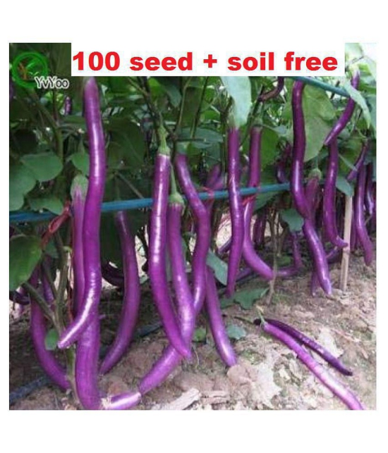 African Hybrid Brinjal Eggplant | Pack of 100 Seeds + soill free