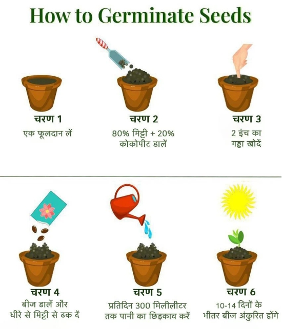 homeagro - Vegetable Seeds ( combo for Kitchen Garden - 40+ Seeds )