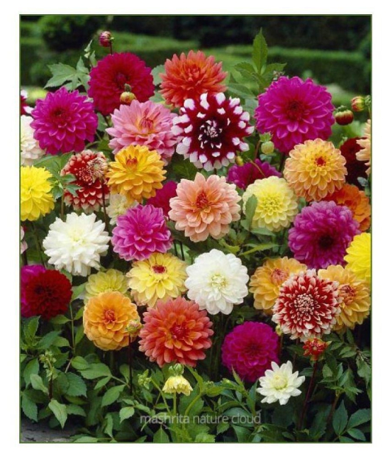 DAHLIA FLOWER MIX 100 SEEDS PACK FOR GARDENING PURPOSE WITH MANUAL