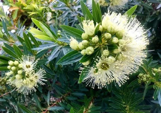 Bloomfield Penda/ Xanthostemon Verticillatus/ Metrosideros Verticillata/ Rosida White