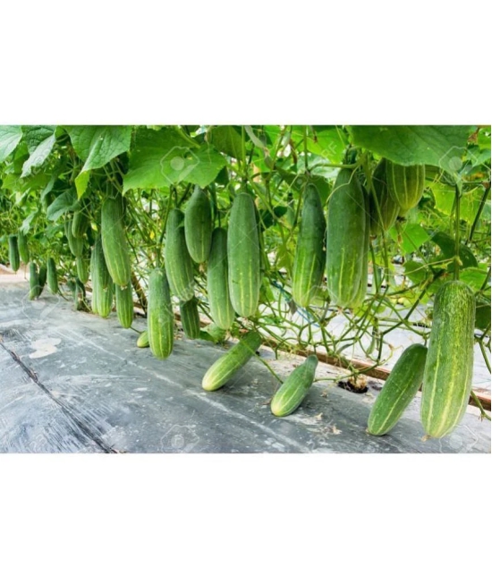 cucumber pack of 50 seeds