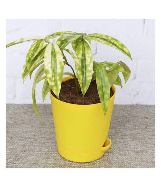 Ugaoo Dracaena Golden Milky Plant with Self Watering Pot