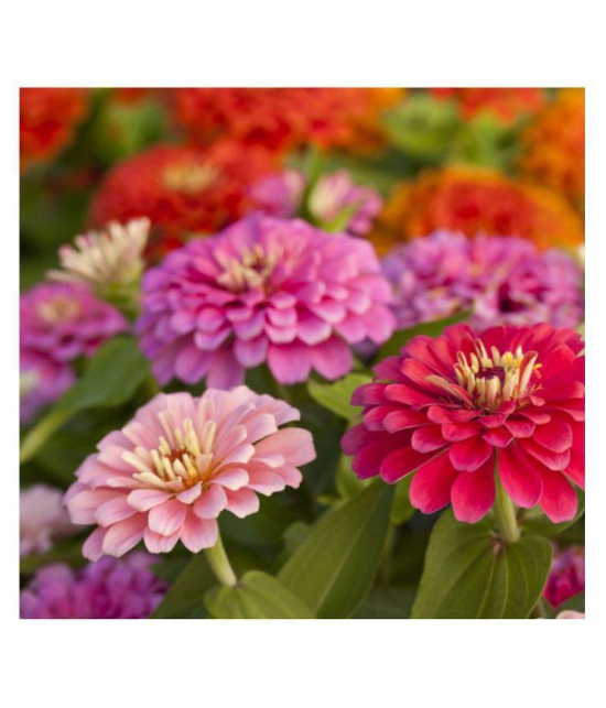 Zinnia Double Mix Flower Seeds (Multicolour, Pack of 50 )