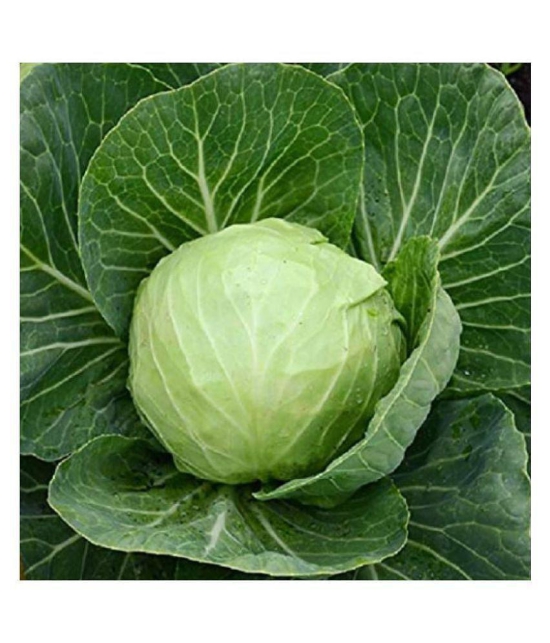 homeagro Cabbage hybrid Vegetable Seeds -  50 Seeds Pack