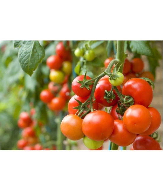 homeagro - Tomato Vegetable ( 100 Seeds )