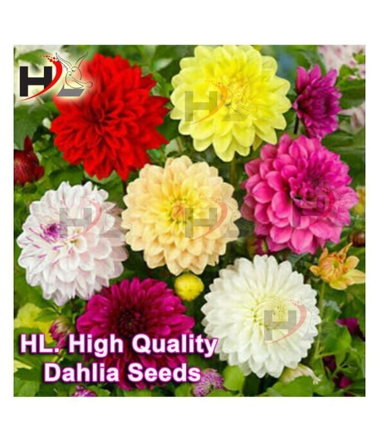 HL. Dahlia Hybrids Mixed Color - Dahlia Flower Seeds