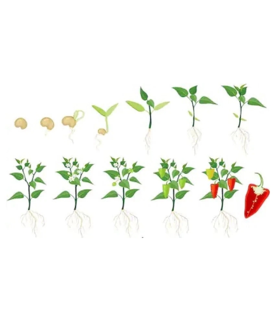 HOT CHILLI PEPPER DESIRE SEED (PACK OF 50 SEED X 1 PER PKTS)