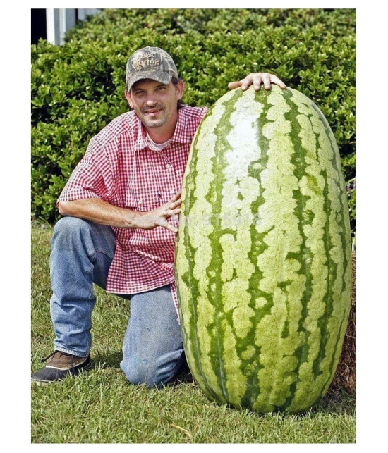 Lot Giant Watermelon Bonsai Fruit Plants Planting Watermelon Garden NON-GMO Edible Fruits, 15 Seeds