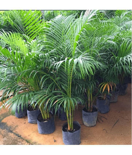 CLASSIC GREEN EARTH - Areca palm Grass ( 15 Seeds )