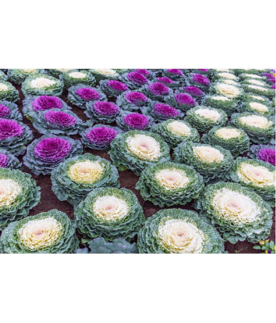 Flowering Kale Seeds Pack Of 30 Seeds