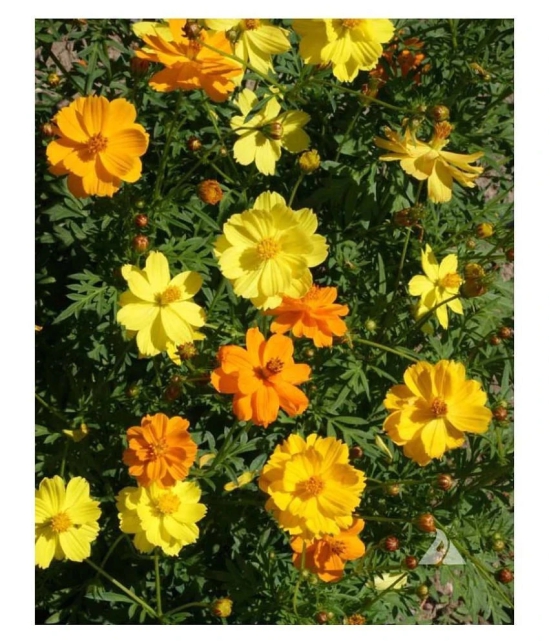 Cosmos mixed Colors Flower Garden Flower Seeds | Pack of 20 Seeds