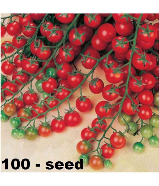 Cherry Tomato High Germination Seeds - Pack Of 50 Hybrid Seeds