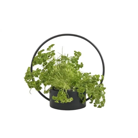 Kuber Industries Wall Hanging Flower Basket, Circular Planter for Indoor/Outdoor, Home D-Kuber Industries Planter | Wall Hanging Flower Basket | Flower Basket for Balcony | Home Décor Flowers Po