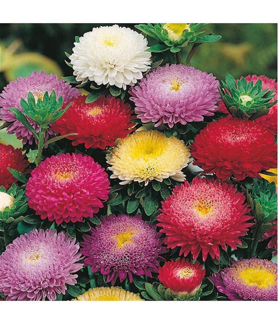 Aster â??Mixâ?? F1 Hybrid Flower Seeds for Summer Season Pack 50 Seeds Packet