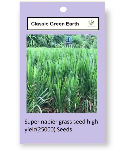 CLASSIC GREEN EARTH - Grass Grass ( 3000 Seeds )