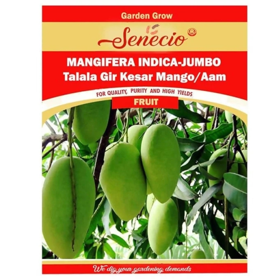 SENECIO Mangifera Indica Jumbo, Talala Gir Kesar Mango / Aam Seed (5 seeds)