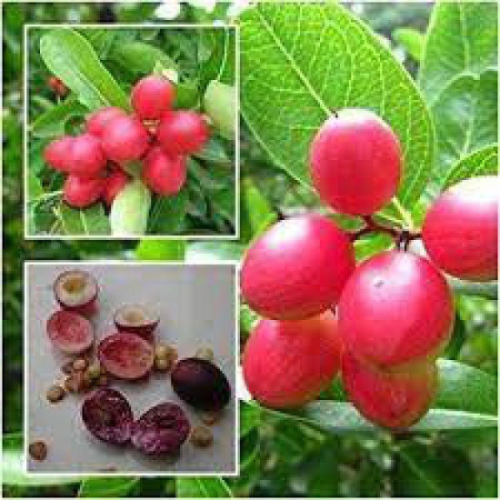 Rare Red Lemon (Australian Red Lime) 10 seeds