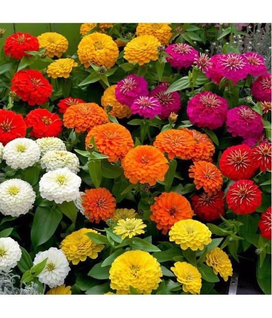 homeagro - Zinnia Mixed Flower ( 20 Seeds )