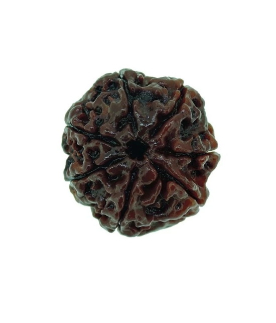 Rashi Ratan Bhagya 7 Mukhi Rudraksha (seven Mukhi)