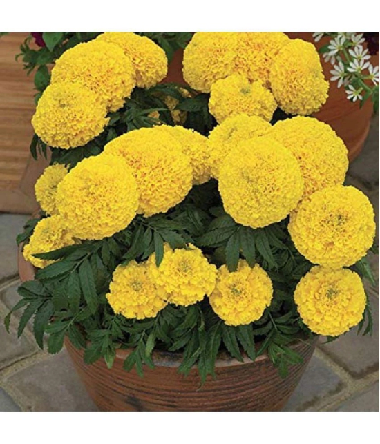 MARIGOLD AFRICAN HY YELLOW FLOWER SEEDS (30SEEDS)