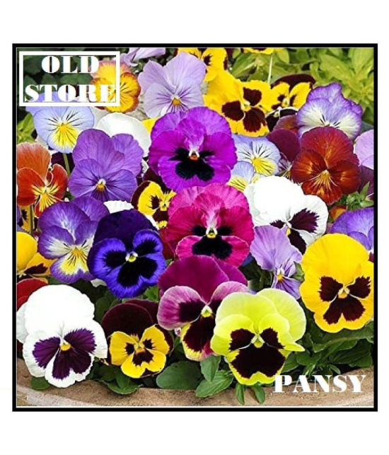 PANSY MIX VARIETY FLOWER PHOOL 30 SEEDS WITH FREE COCOPEAT COMBO PACK WITH USER MAUAL FOR HOME GARDENING PURPOSE