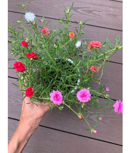 Portulaca mixed hybrid flower seeds (30 Seeds)