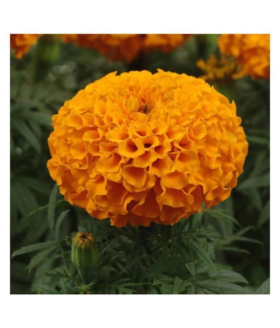 Marigold African Better Germination Flowers Seeds - Pack of 50 PREMIUM Seeds Magnif