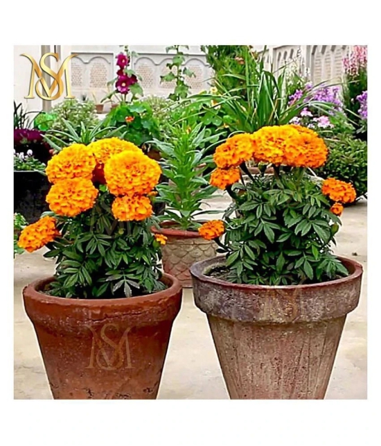 MS. Marigold Seeds MIX 30 seeds