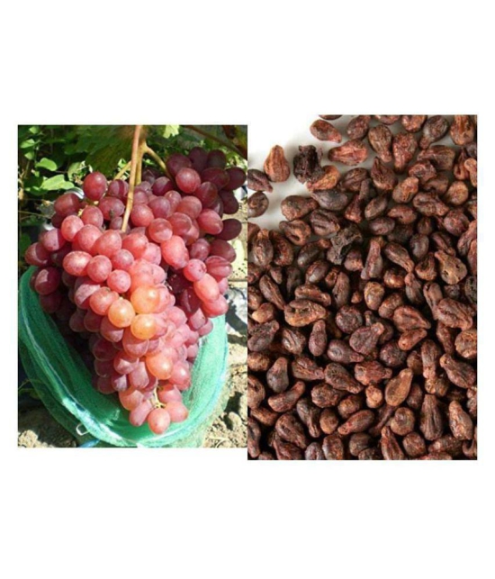 shivam organic seeds - Fruit Seeds ( 20 seeds )