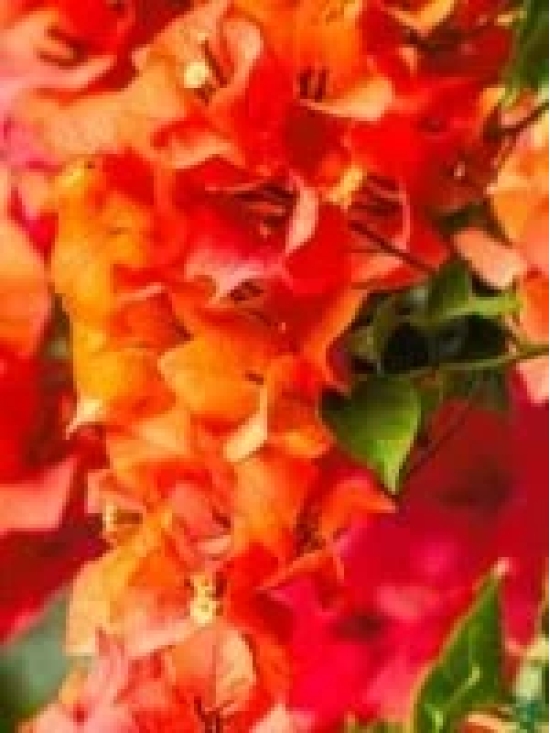 The chili orange bougainvillea