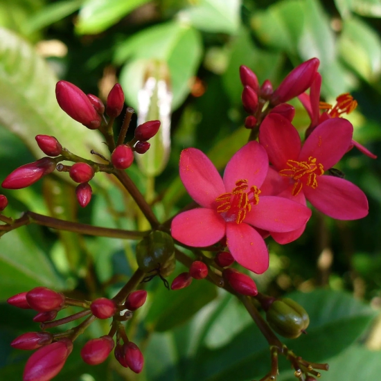 Jatropha Flowers Plant For Gardening