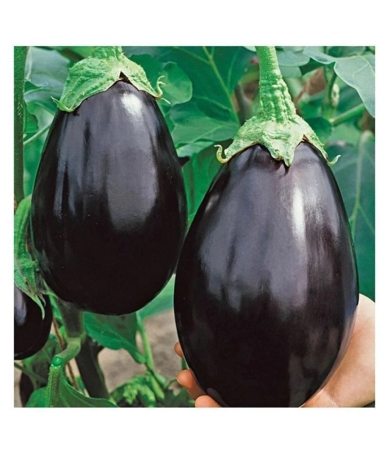 Round Brinjal (Bengan) Hybrid Seeds - Pack of 50 Seeds