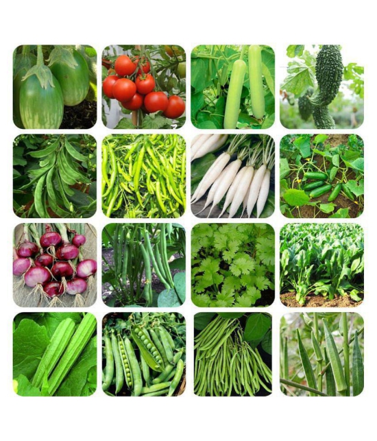 16 Variety ( 500 + seeds ) of Vegetable Seeds combo - with Instruction Manual