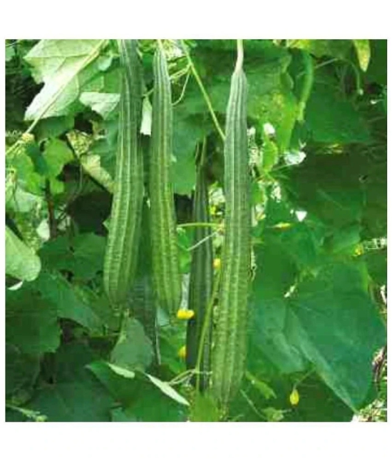 Recron Seeds - Ridge Gourd (Toree) Vegetable ( 50 Seeds )