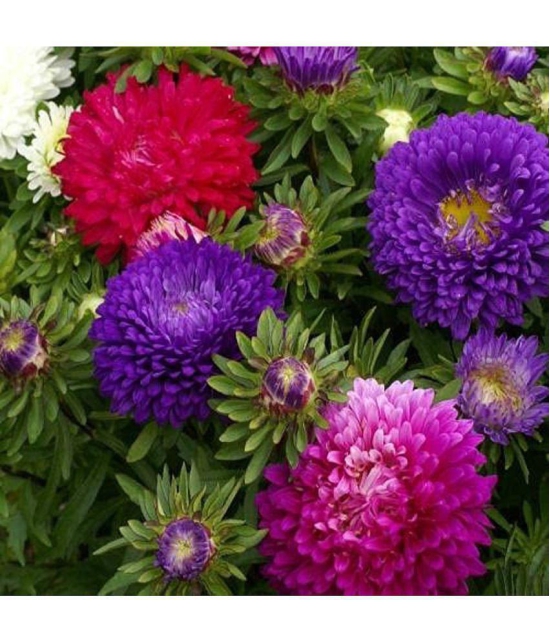 Aster ‘Mix’ F1 Hybrid Flower Seeds for Summer Season Pack 50 Seeds Packet