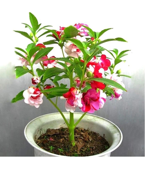 homeagro - Balsam Mixed Flower ( 20 Seeds )