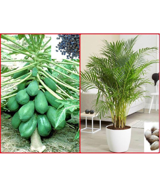 homeagro - Combo of Papaya F1 Hybrid Fruit ( 50 seed ) and Areca palm Plant ( 5 Seeds )